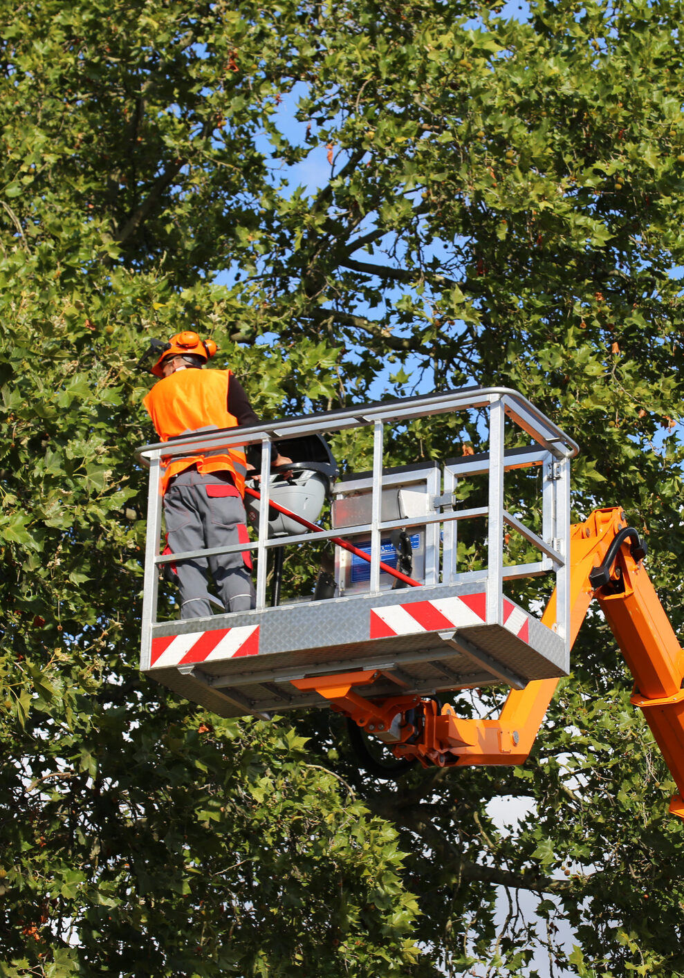 Tree cutting, tree care