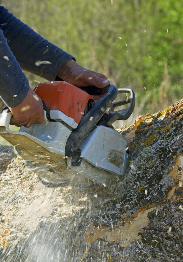Man cuts a fallen tree, dangerous work.